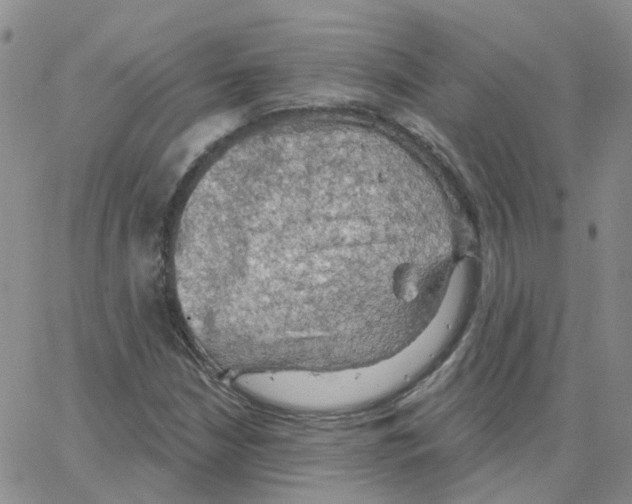 X0000064741210200603131310