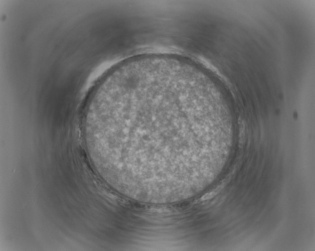 X0000064741215200603131310