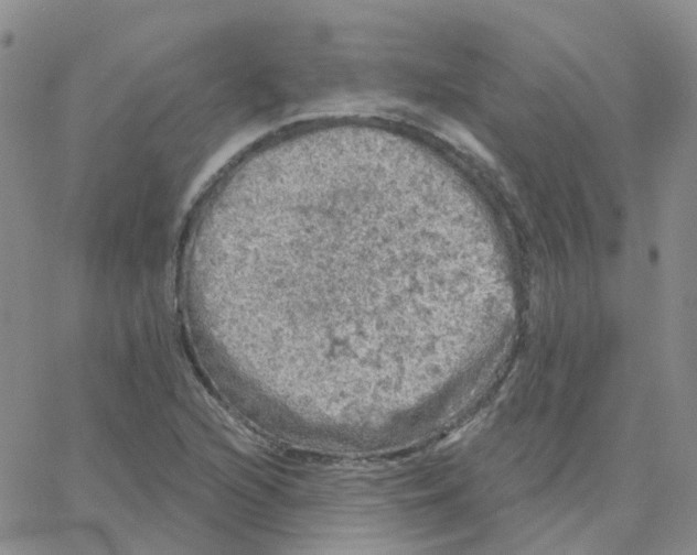 X0000064741216200603131310