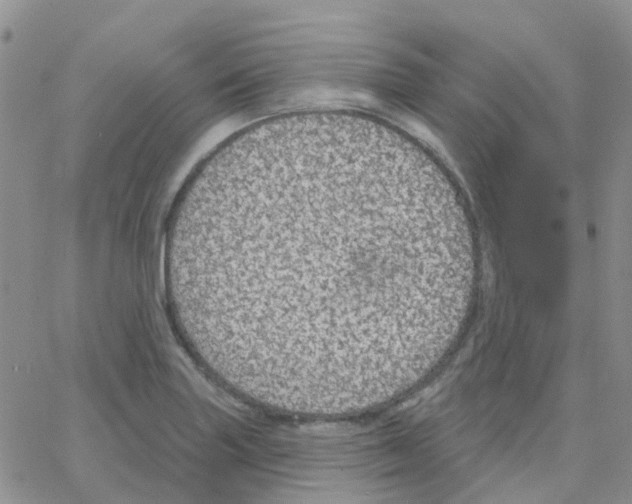 X0000064741227200603131310