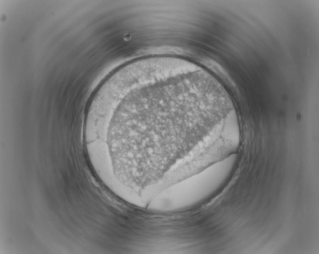 X0000064741228200603131310