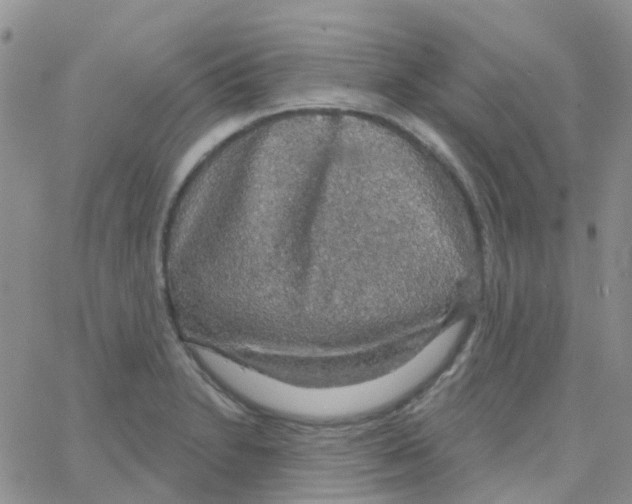 X0000064741230200603131310