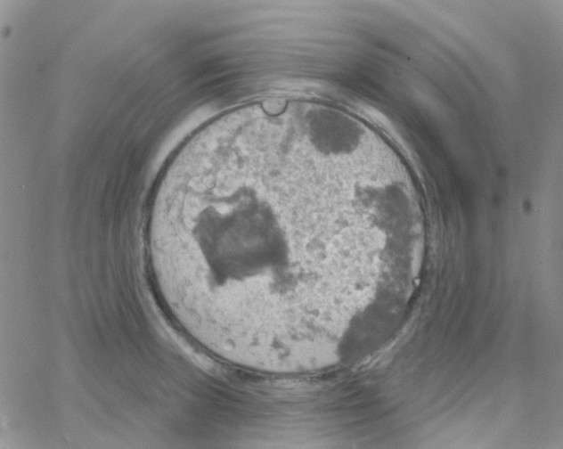 X0000064741235200603131310