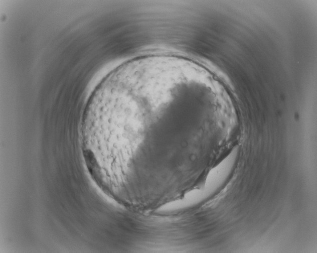 X0000064741239200603131310