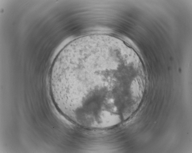 X0000064741243200603131310