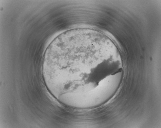 X0000064741244200603131310