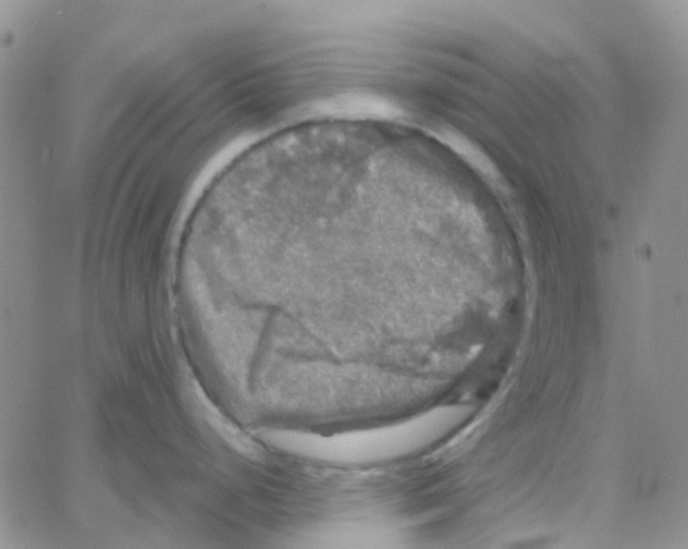 X0000064741248200603131310