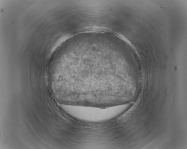 X0000064741259200603131309