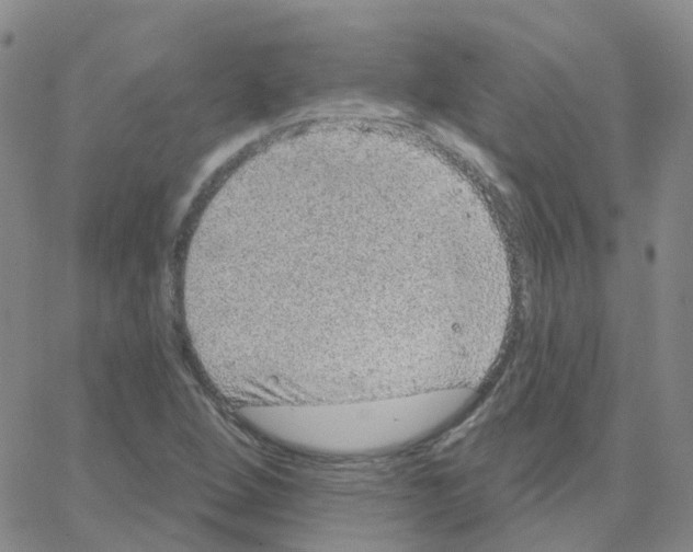 X0000064741264200603131309