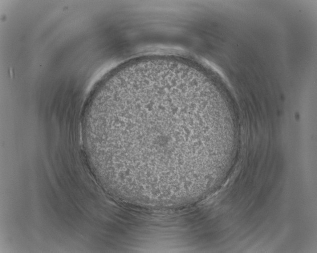 X0000064741267200603131309