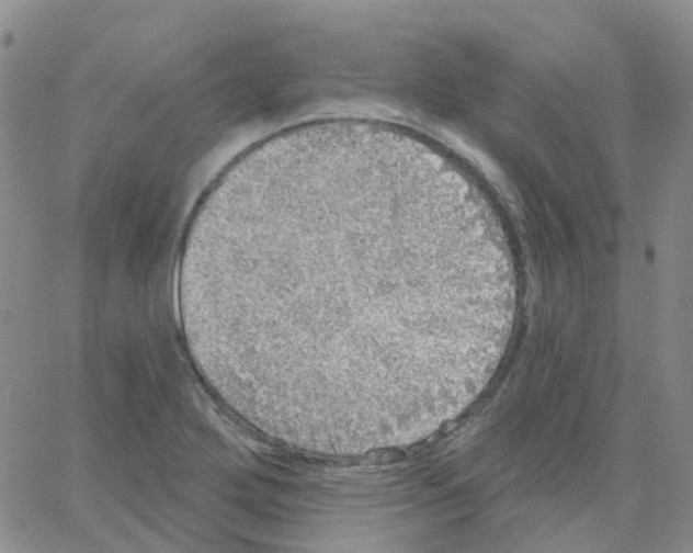 X0000064741272200603131309