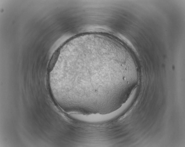 X0000064741277200603131309