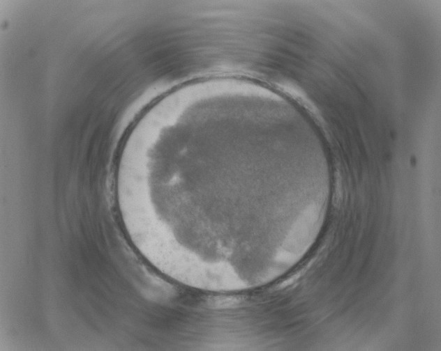 X0000064741278200603131309