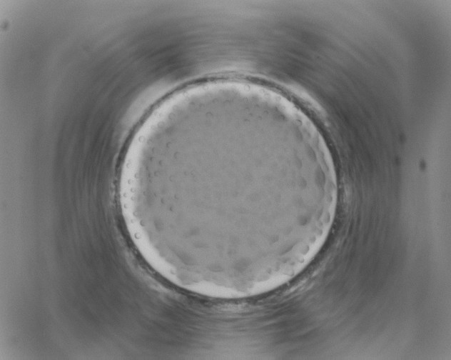 X0000064741279200603131309