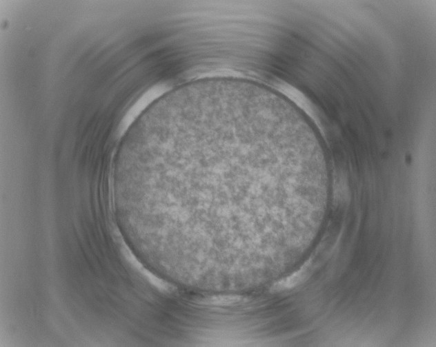 X0000064741290200603131309