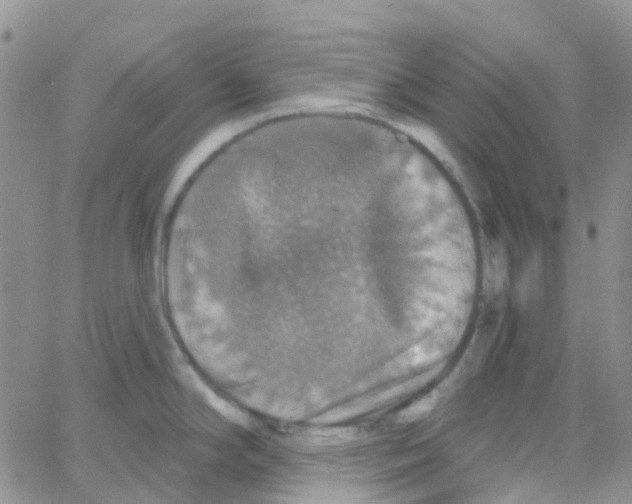 X0000064741294200603131309