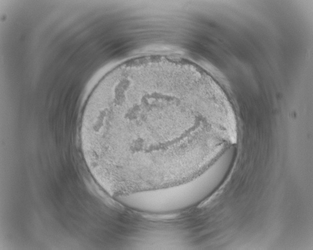 X0000064741296200603131309