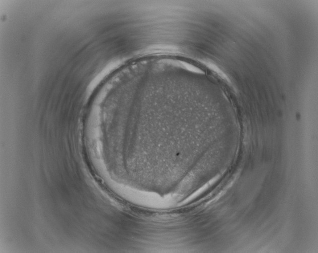 X0000064741325200603131308