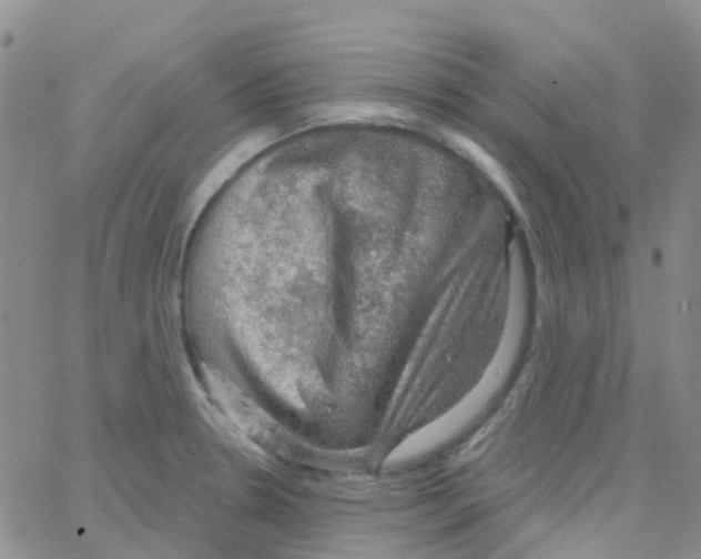 X0000064741330200603131308