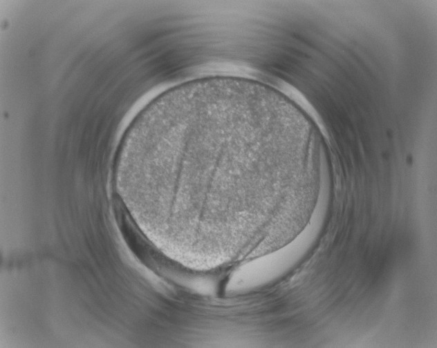 X0000064741339200603131309