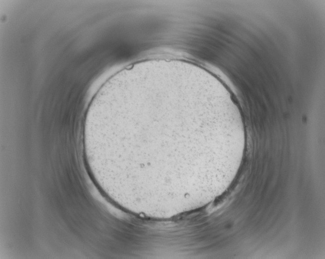 X0000064741387200603131307