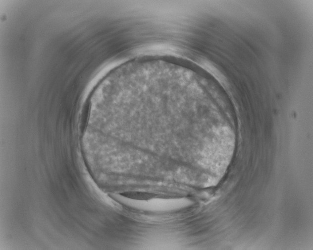 X0000064741392200603131307