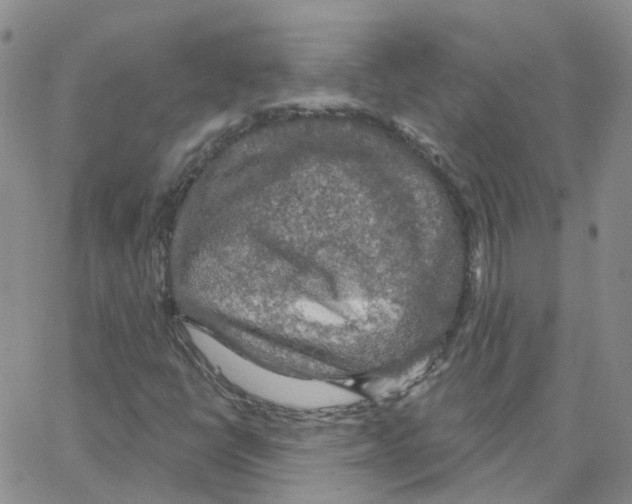 X0000064741398200603131306