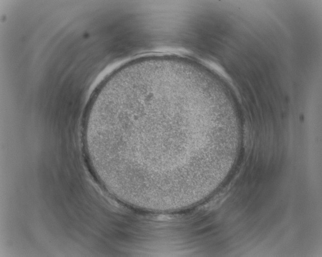 X0000064741412200603131307