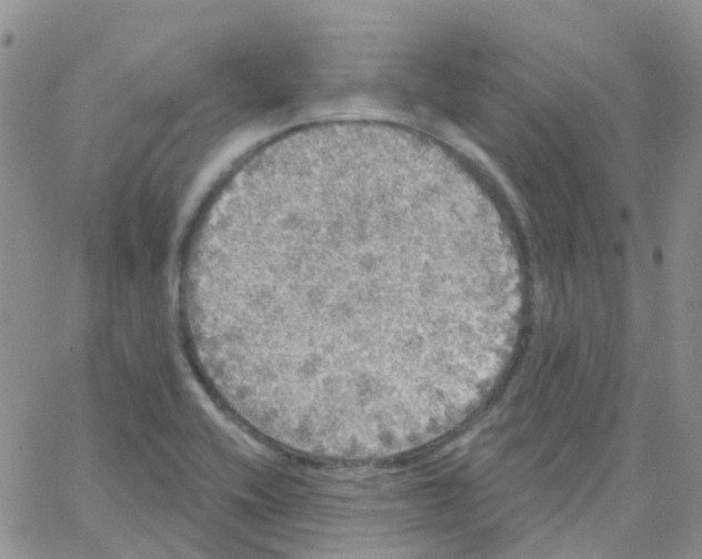 X0000064741416200603131307