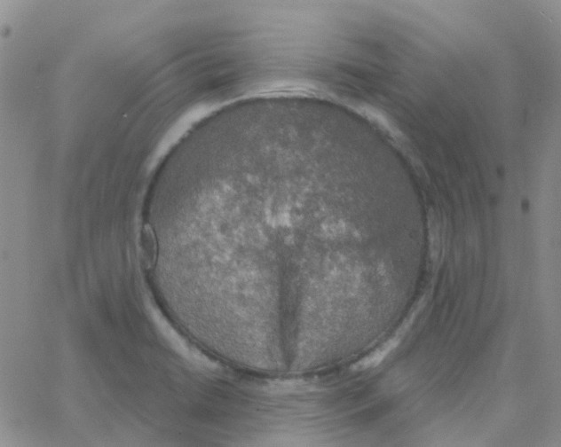 X0000064741422200603131307