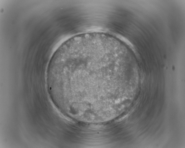 X0000064741423200603131307