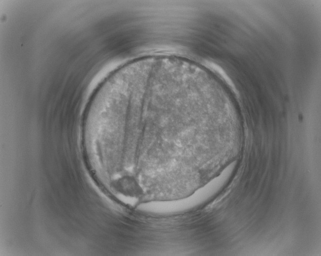 X0000064741424200603131307