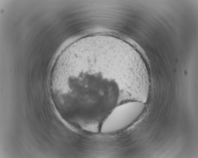 X0000064741429200603131307