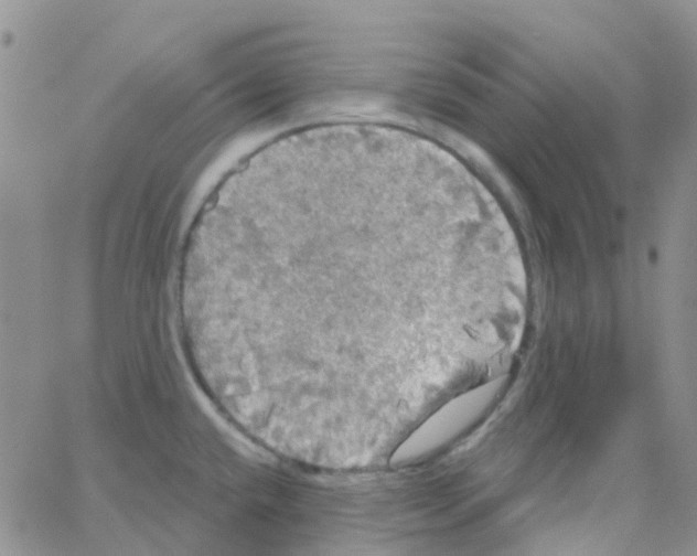 X0000064741432200603131307