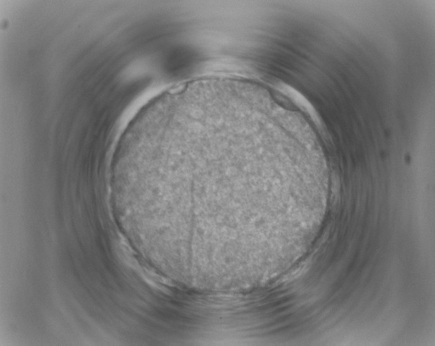 X0000064741435200603131307