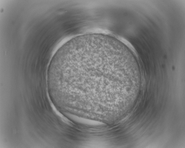 X0000064741439200603131307