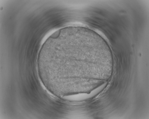 X0000064741440200603131307