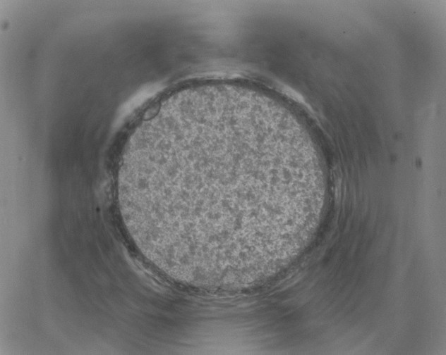 X0000064741448200603131306