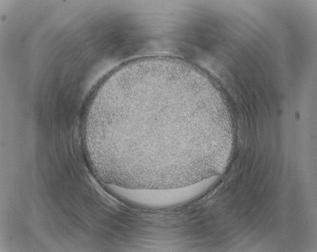 X0000064741452200603131306