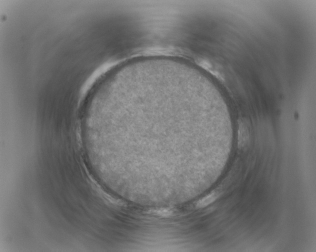 X0000064741454200603131306