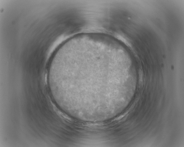 X0000064741462200603131306