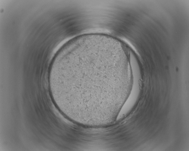 X0000064741468200603131306