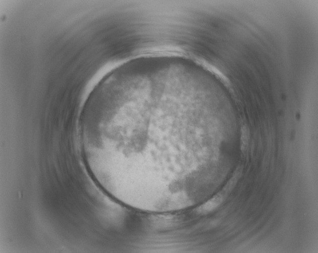 X0000064741470200603131306