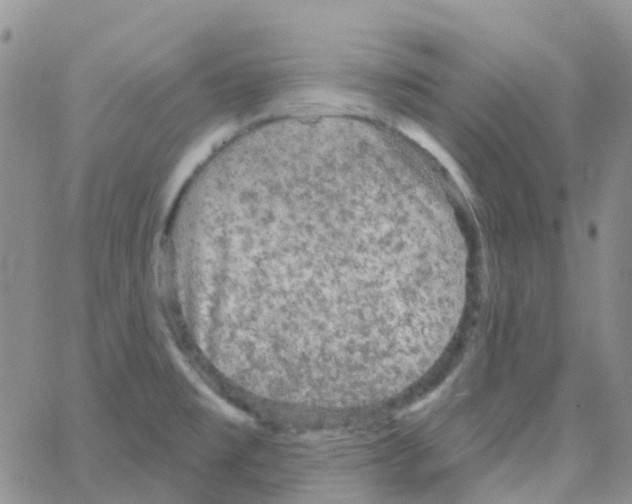 X0000064741477200603131306