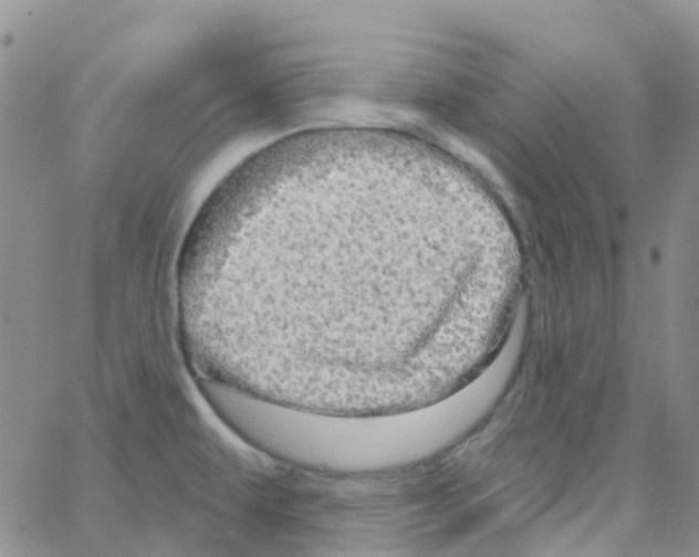 X0000064741479200603131306