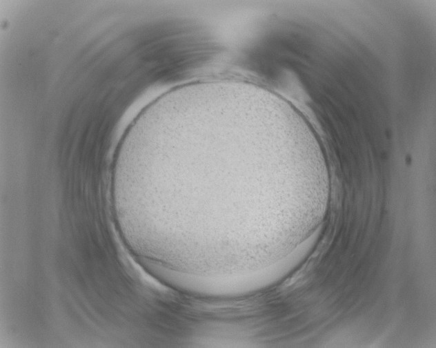 X0000064741486200603131306