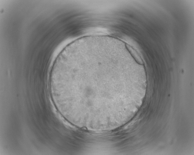 X0000064741488200603131306