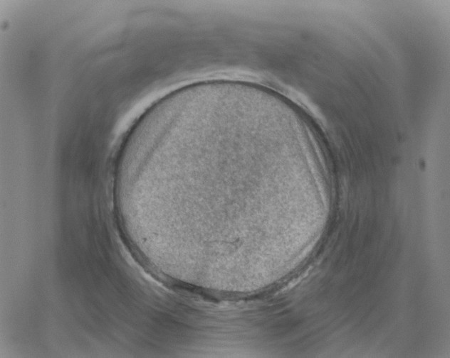 X0000064741504200603131305