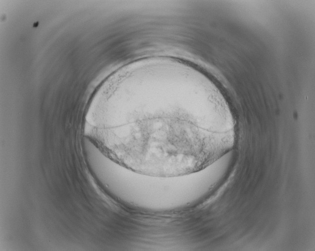 X0000064741513200603131305