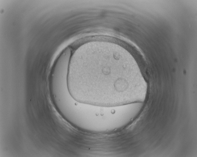 X0000064741514200603131305